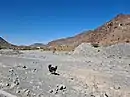Wild donkeys roaming the Wadi Esfai