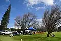 The cherry and other trees are blown to the west because of strong east wind