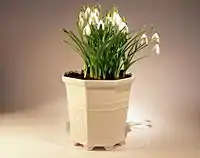 Porcelain flower pot designed by Prince Eugen, popular in Sweden.