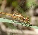 Immature male