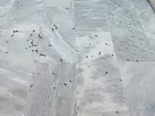 Warheads of locust deployed in Tharparkar
