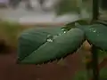 A raindrop on a leaf