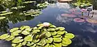 Water Garden featuring waterlilies