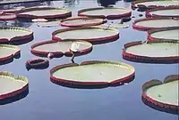 water lilies