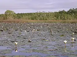 Waterlilies on Lake Modo Mahut, Welaluhu