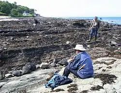 Tilted mudstones at Waterloo Bay, Larne