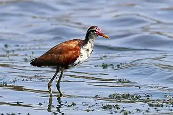 juvenile J. j. jacanathe Pantanal, Brazil