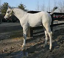 A "white-born" foal. The coat is nearly all-white. Some pigment can be seen in the mane, tail, and ears, as well as in the skin around the eyes and muzzle.