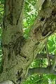 Willow with caterpillars