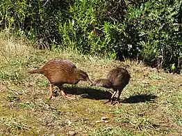 Weka and chick