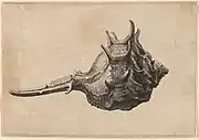 Fine etching of a Shell (Murex brandaris)