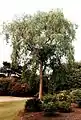 'Wentworth Elm', Royal Botanic Garden Edinburgh, planted 1974, killed by DED 1996
