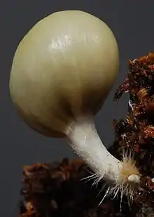 Psilocybe weraroa with a fibrous whitish stem.