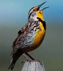 Western meadowlark