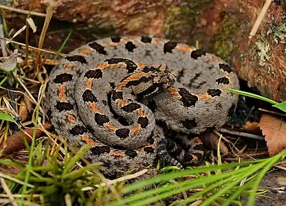 Western pygmy rattlesnake (S. m. streckeri), Wayne Co., Missouri (28 August 2015)