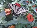 Western tiger swallowtail(Papilio rutulus)tribe Papilionini