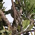 In a tree, Perth