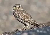 Western burrowing owl (A. c. hypugaea)California (U.S.)