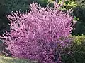 Western redbud near Briceburg, California April 2019