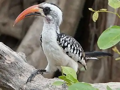 T. kempi of West Africa is the only species with both dark eyes and black ocular skin