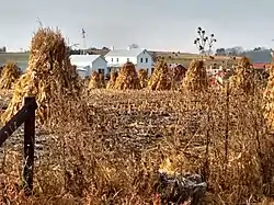 Shocked corn at an Amish farm in Weston