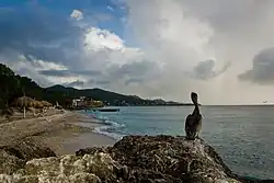 A pelican on Westpunt Beach