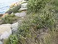 Growing on exposed cliffs in Coogee, Sydney