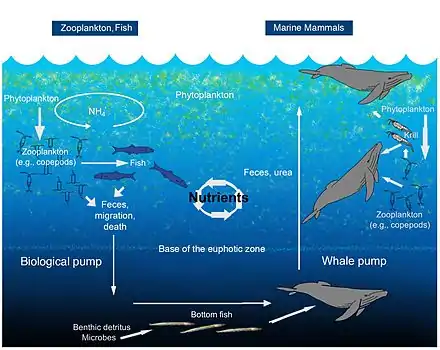 Whale pump nutrient cycle
