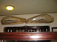 Sperm whale jawbone and teeth in the collection of the Scrimshaw Museum in Horta, Azores