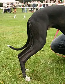 The hind legs and hips of a short-haired black dog