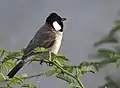 P. l. leucotis at Jamnagar, Gujarat, India