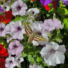 White-lined Sphinx hovering over flowers in Vail Village. Vail, CO.