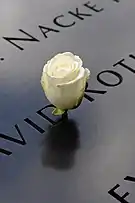 White rose at the memorial