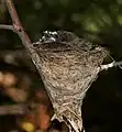 Nest with chicks at Ananthagiri Hills, in Rangareddy district of Andhra Pradesh, India.