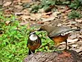 White-throated Laughingthrush transferring nesting material at Sattal, Kumaon division of Uttarakhand