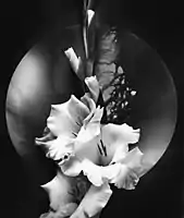 White Gladiolus,1999
