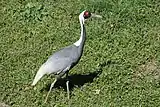 A white-naped crane at the Potawatomi Zoo in April 2012.