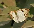 White orange tip (Ixias marianne) female