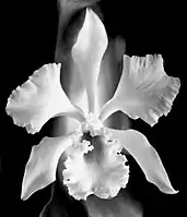White Orchid, 1999