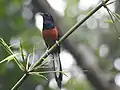 White Rumped Shama