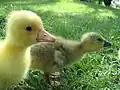 White and blue goslings