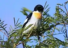 Male at Gir National Park, Gujarat, India.