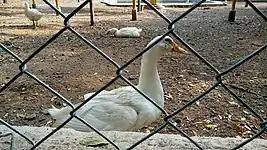 White Duck in Zoo Premises.