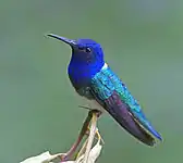 male  F. m. mellivora, Costa Rica