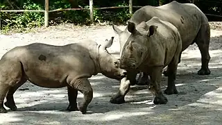 Southern white rhinoceros