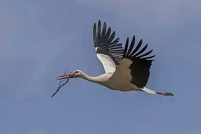 carrying twig to nest