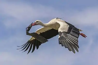 bird with transmitter carrying plastic to nest