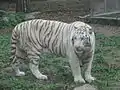 Male white tiger called "Bo Bo" at the zoo