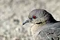 Closeup of bird head