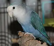 Turquoise mutation